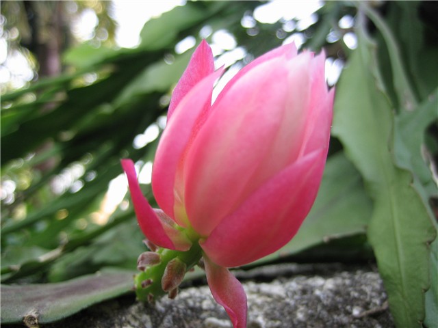discocactus phyllanthoides
